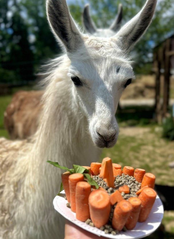 Chico, lama, Zoo Tábor, narozeniny, životní styl, jižní Čechy,