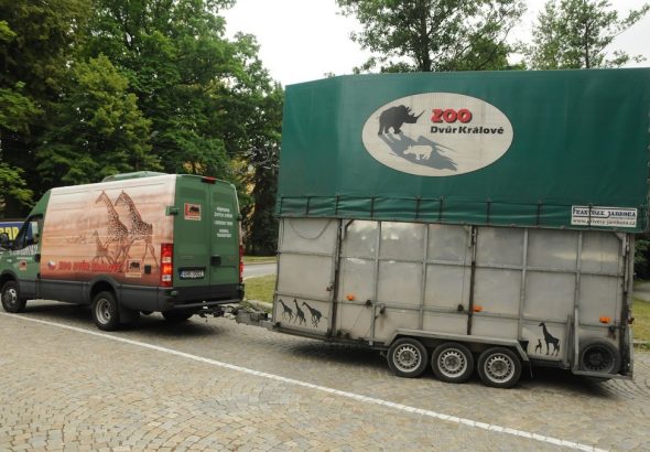 Žirafí samec, Zoo Jihlava, Safari Park Dvůr Králové