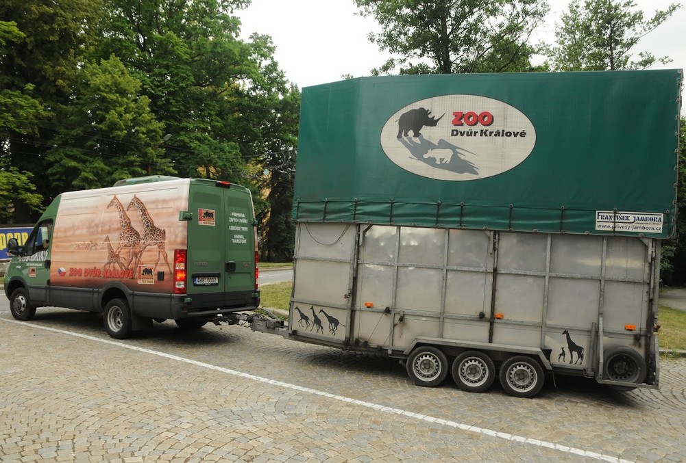 Žirafí samec, Zoo Jihlava, Safari Park Dvůr Králové