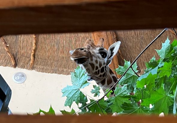 Zoo Jihlava, žirafa,