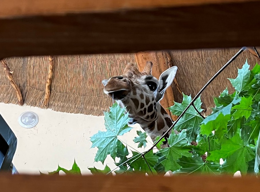 Zoo Jihlava, žirafa,