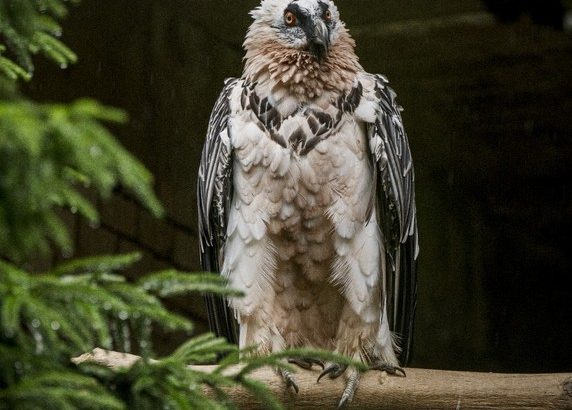 Zoo Liberec, Čtyřiatřicetiletá samice orlosupa bradatého Božena