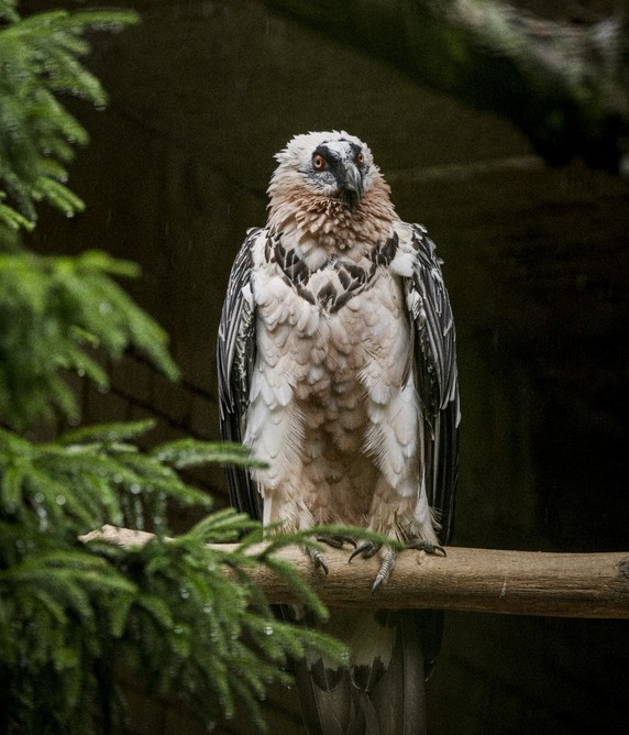 Zoo Liberec, Čtyřiatřicetiletá samice orlosupa bradatého Božena