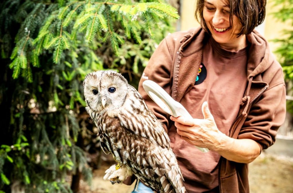 Zoo Ostrava, 7 mladých puštíků bělavých ze Zoo Ostrava