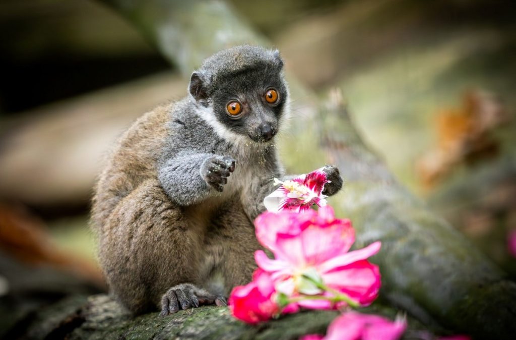 Zoo Ostrava, Lemur mongoz, mládě,