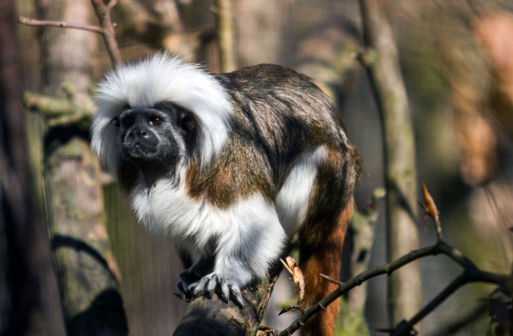 Zoo Ostrava, Malá Amazonie, Tamarín pinčí