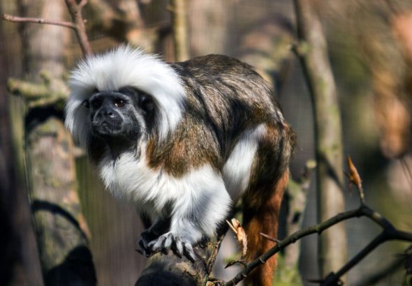 Zoo Ostrava, Malá Amazonie, Tamarín pinčí