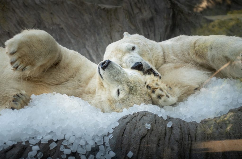 Zoo Praha, prázdninová sleva ,