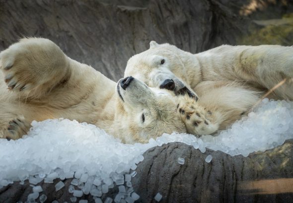 Zoo Praha, prázdninová sleva ,