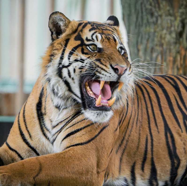 Tygr sumaterský Achilles, Zoo Praha,