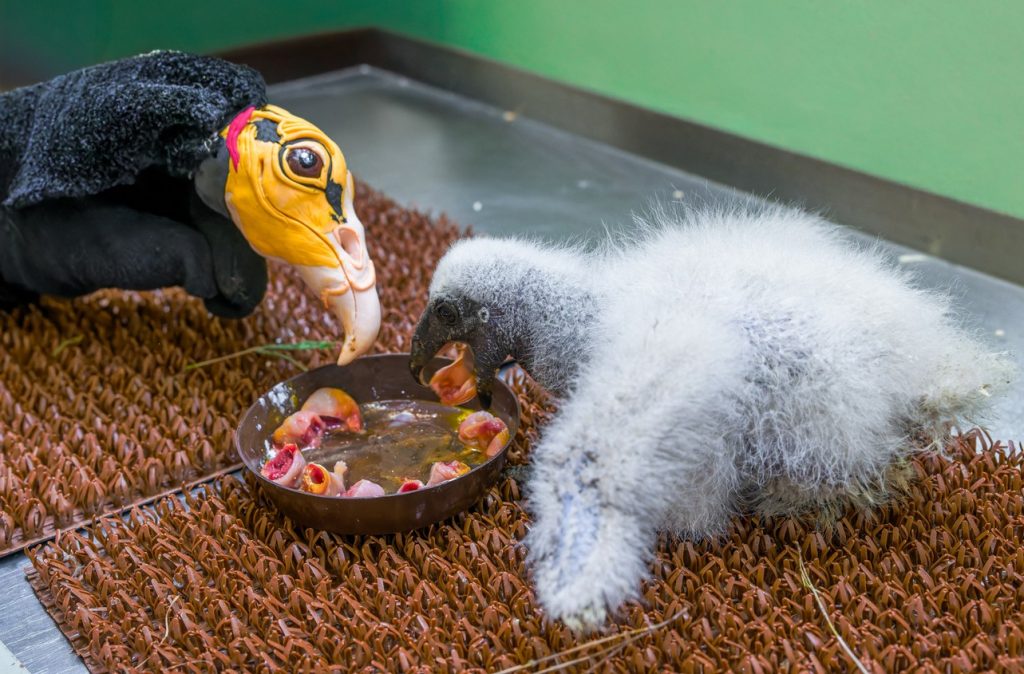 První „maňáskový“ odchov kondora menšího v Zoo Praha