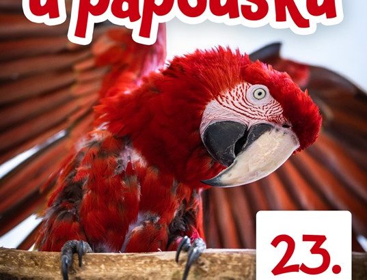 Táborská zoo, papoušek