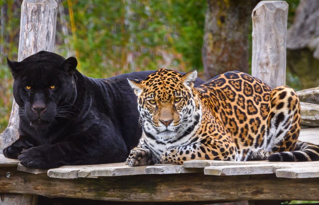 Zoo Zlín, mláděte jaguára, samice Yuny
