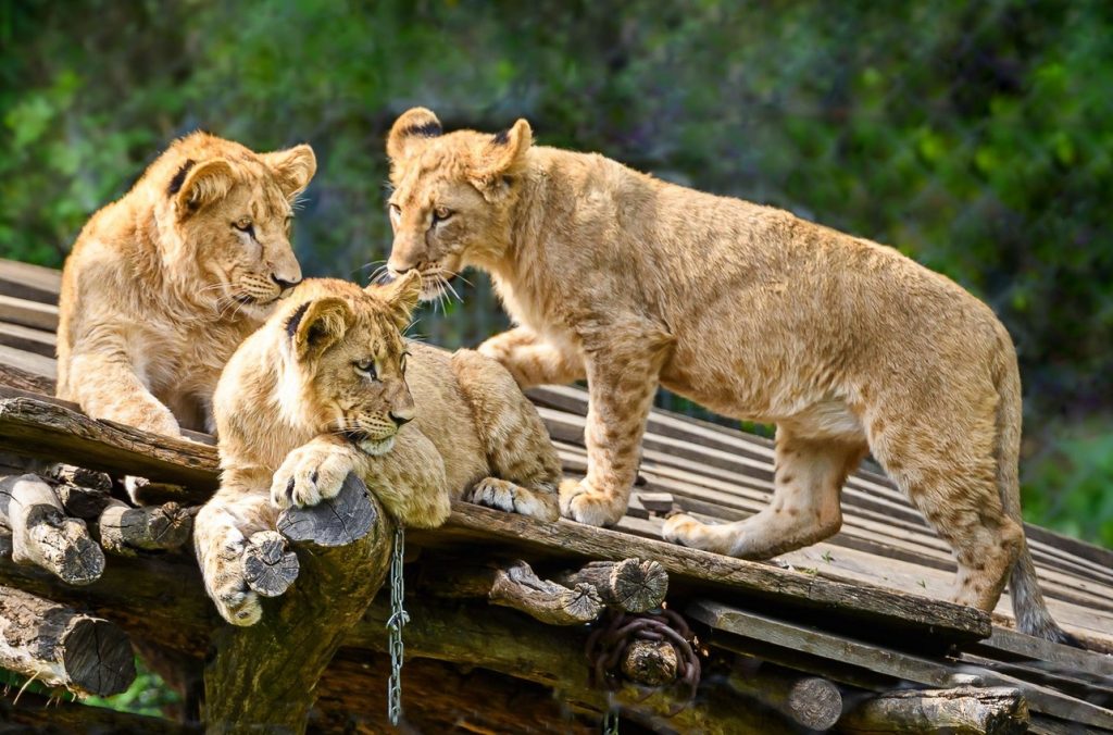 Zoo Zlín, CzechTourism, cestování,