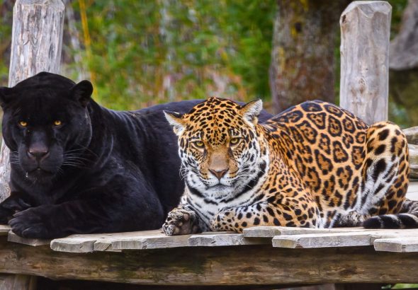 Zoo Zlín, mláděte jaguára, samice Yuny
