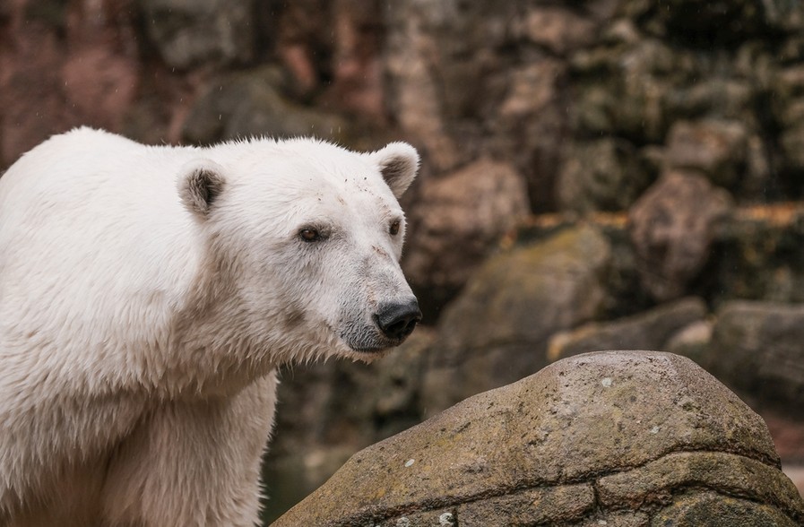 lední medvěd, Zoo Brno,