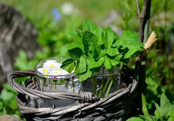 Co naše babičky věděly, bylinky, moudrost, babička, zahrada, životní styl