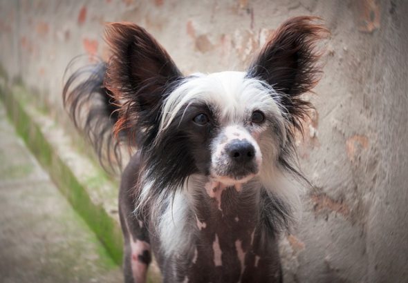 Čínský chocholatý pes, Psí abeceda lásky , PES, Qigong Dog, foto Pixabay