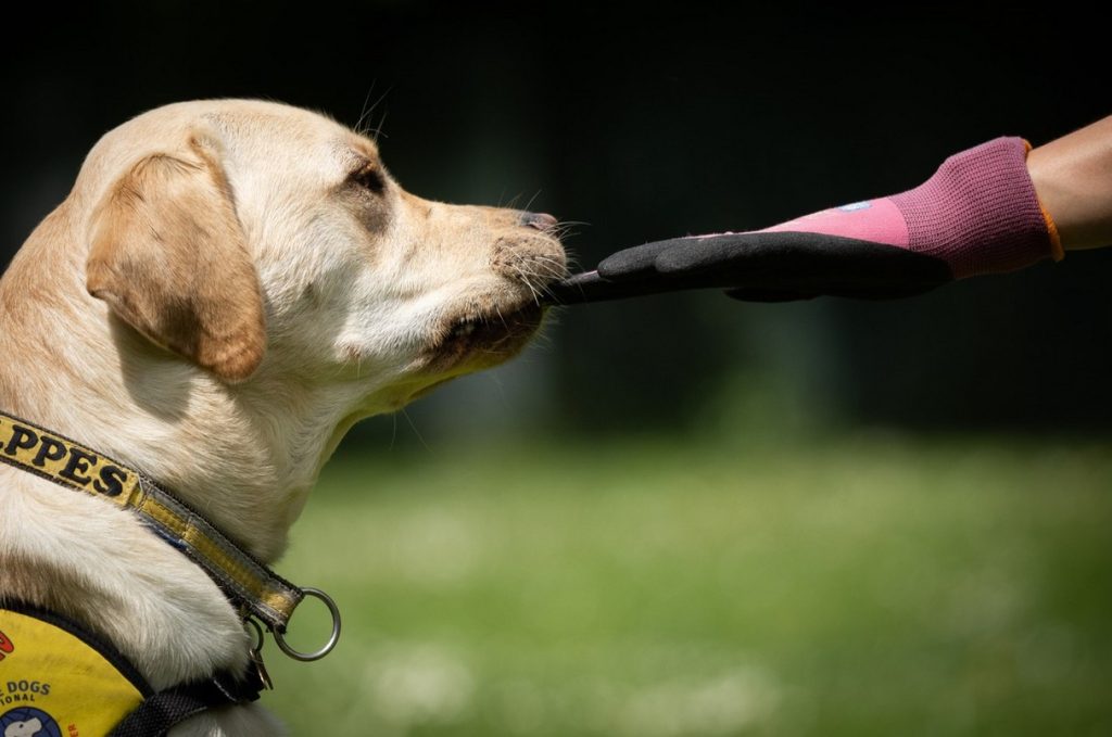 Helppes, Mezinárodní den psů, pes, asistenční pes, domácí mazlíček, pomoc,