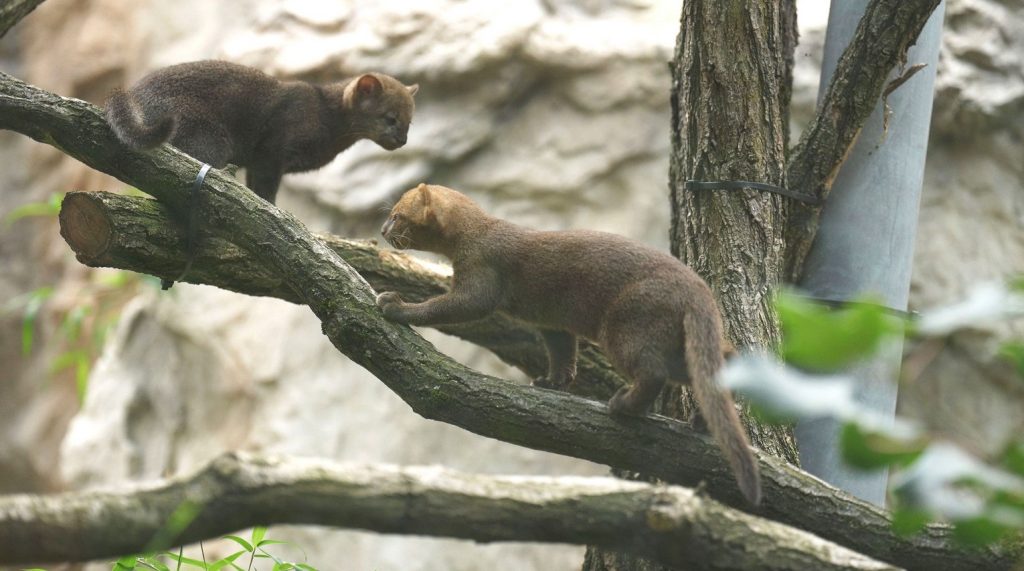 Zoo Ostrava, Jaguarundi