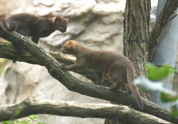Zoo Ostrava, Jaguarundi