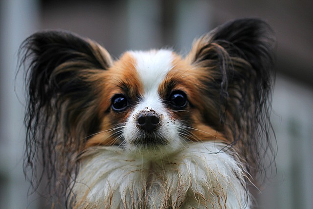 Psí abeceda lásky, Russell teriér, Papillon, Pekingese
