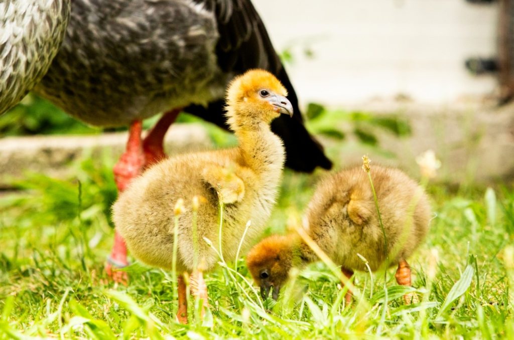 Ptačí hlídači , voliéra La Pampa, Zoo Ostrava,