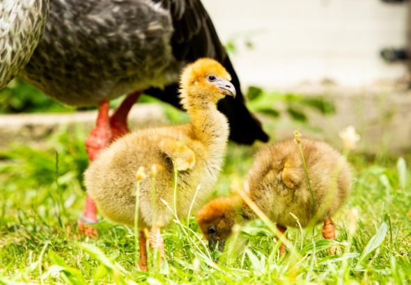 Ptačí hlídači , voliéra La Pampa, Zoo Ostrava,