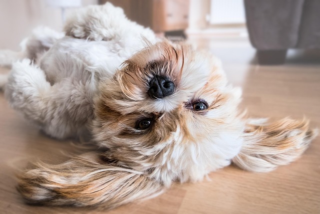 Shar-Pei, Samojed, Shih Tzu, Šiperka, pes