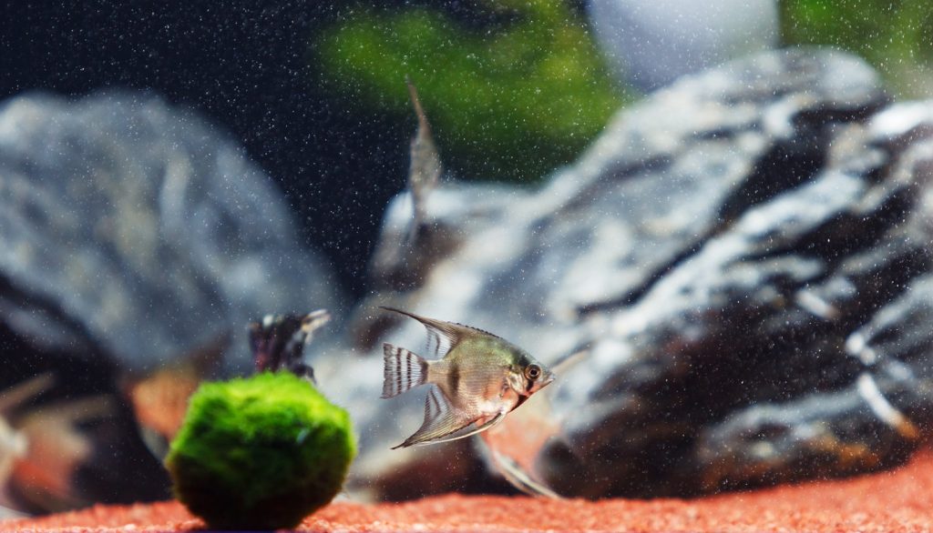 mazlíček, zelený mazlíček, Super Zoo,