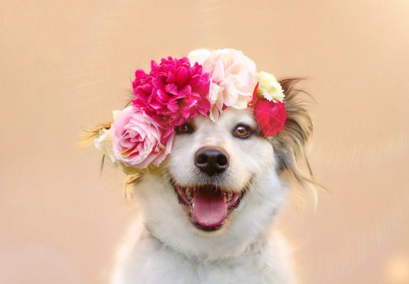 Mezinárodní den psů, pes, Super zoo