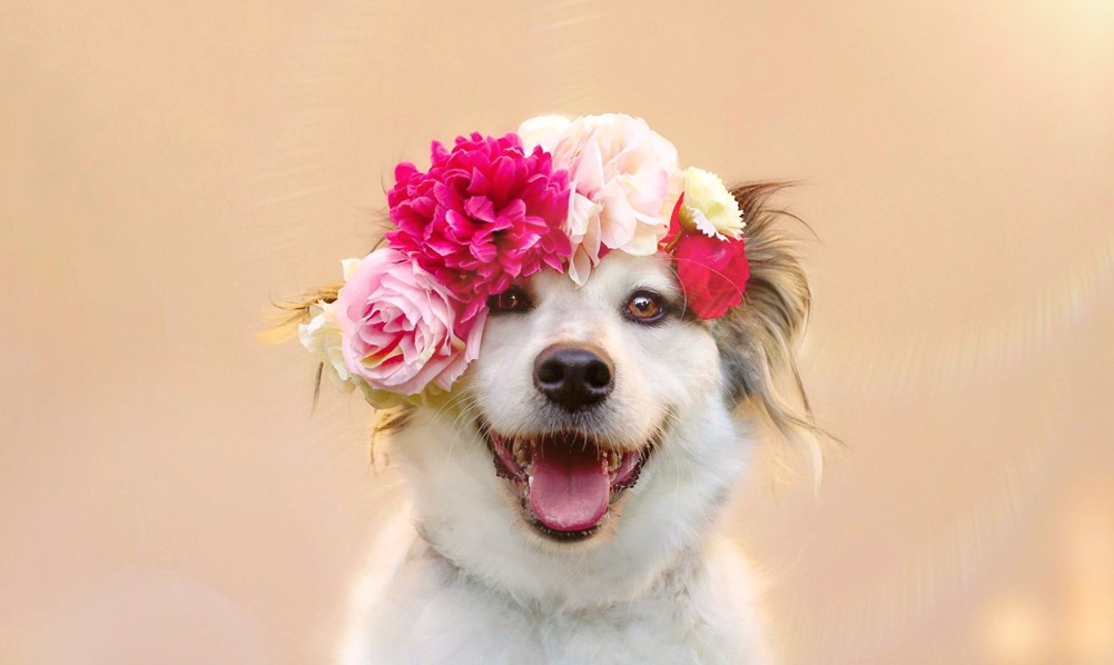 Mezinárodní den psů, pes, Super zoo