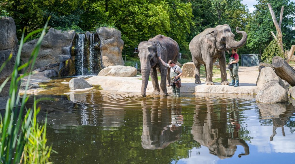 Světový den slonů a lvů, Zoo Praha