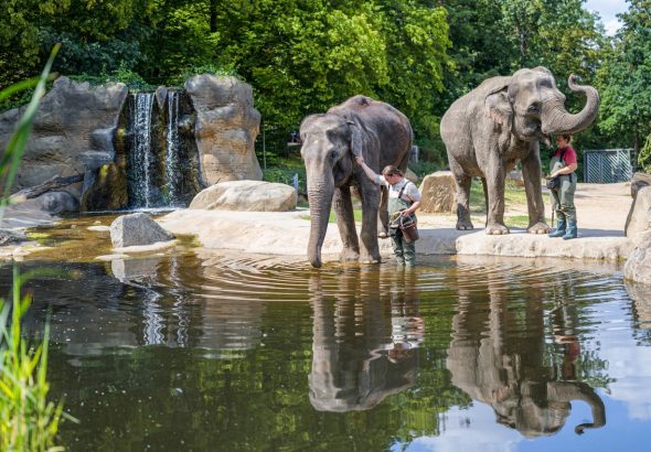 Světový den slonů a lvů, Zoo Praha