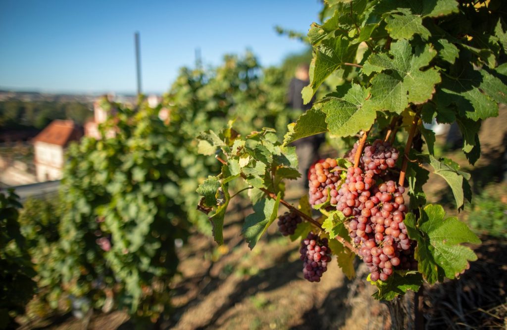 Za měsíc ožije Vinice sv. Kláry v Troji tradičním vinobraním, Vinice sv. Kláry, vinobraní, víno, Troja,