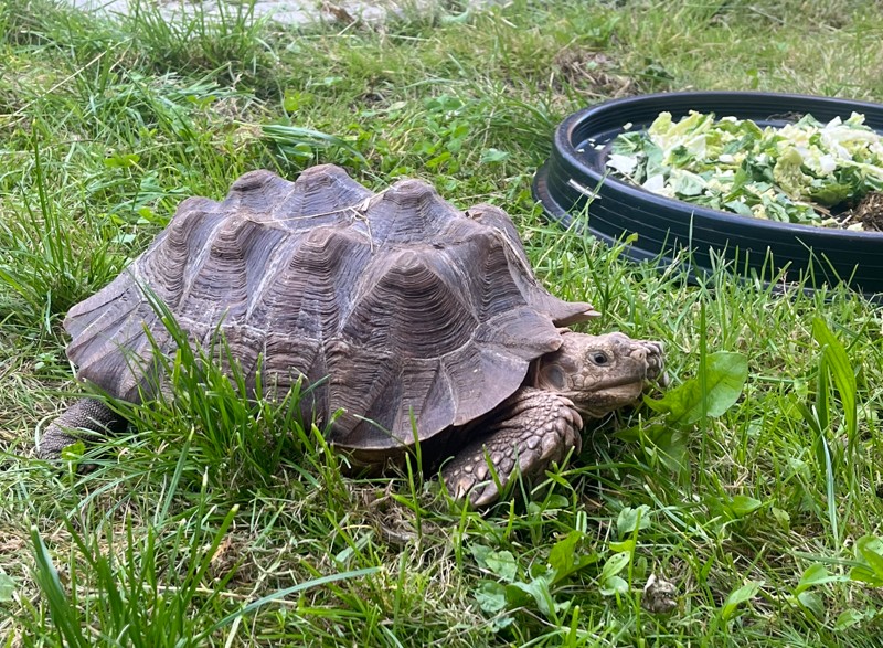 Zvířecí osazenstvo táborské zoo, želva, Tábor, Evžen Korec