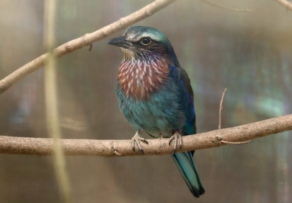 Ptačí školka 2025, ptačí mláďata,