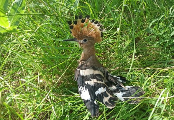 dudek, Zoo Brno, jižní Morava