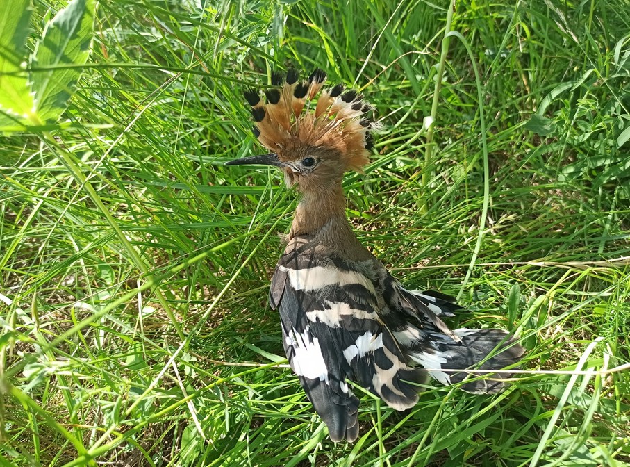 dudek, Zoo Brno, jižní Morava