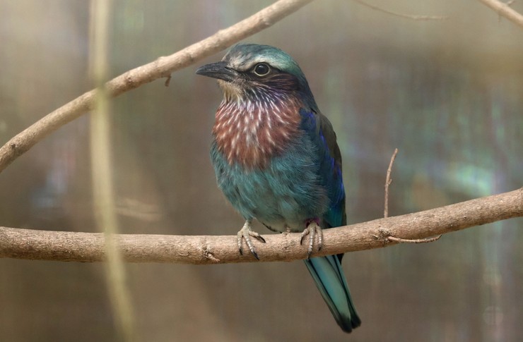 Ptačí školka 2025, ptačí mláďata,