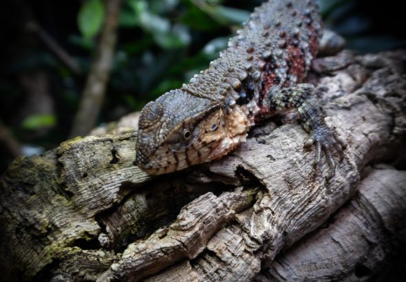 Zoo Liberec, chov, krokodýl, Krokodýlovec čínský, ještěr, Liberec