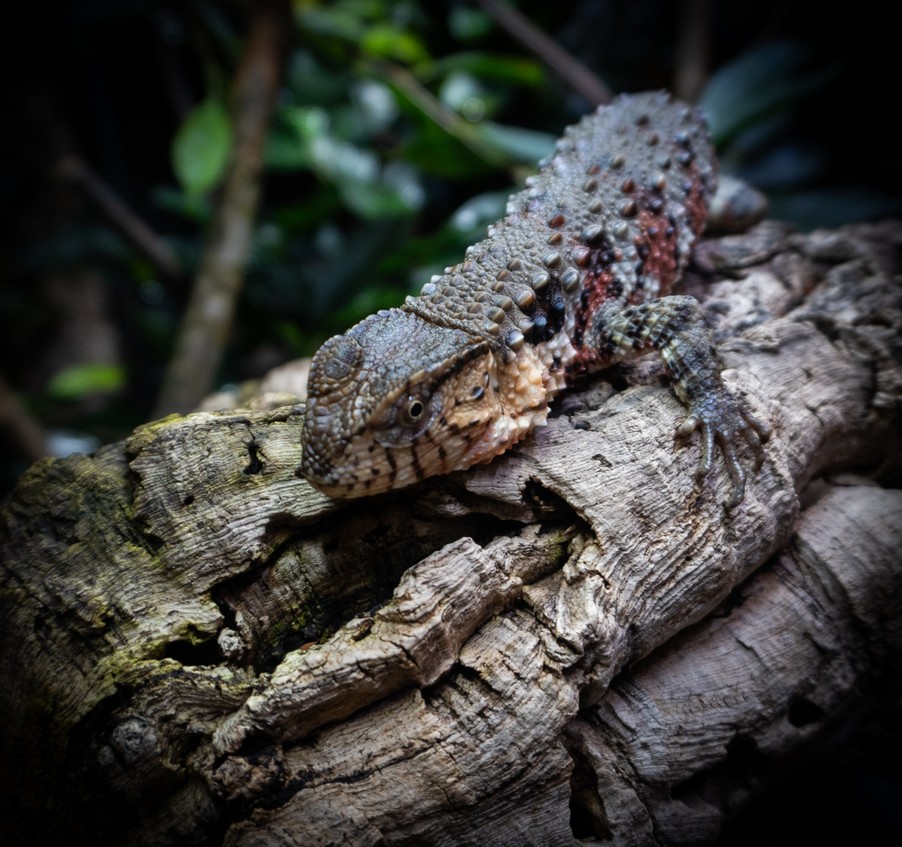 Zoo Liberec, chov, krokodýl, Krokodýlovec čínský, ještěr, Liberec