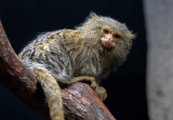 Zoo Olomouc, kosman zakrslý,
