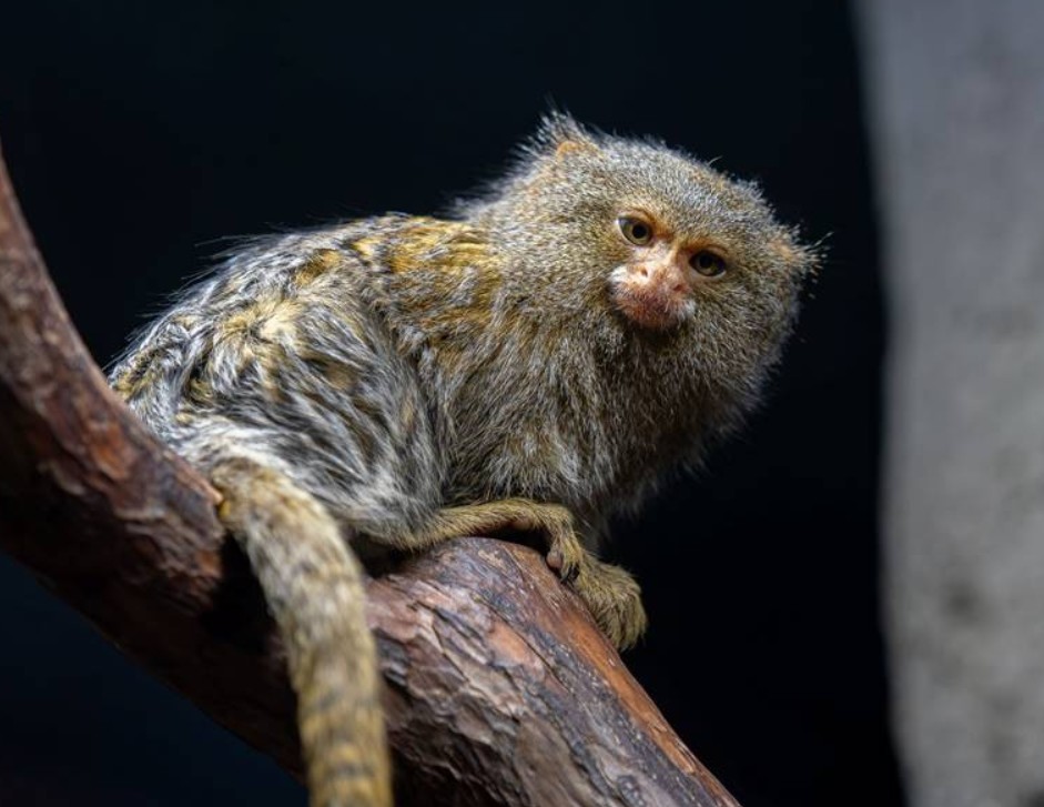 Zoo Olomouc, kosman zakrslý,
