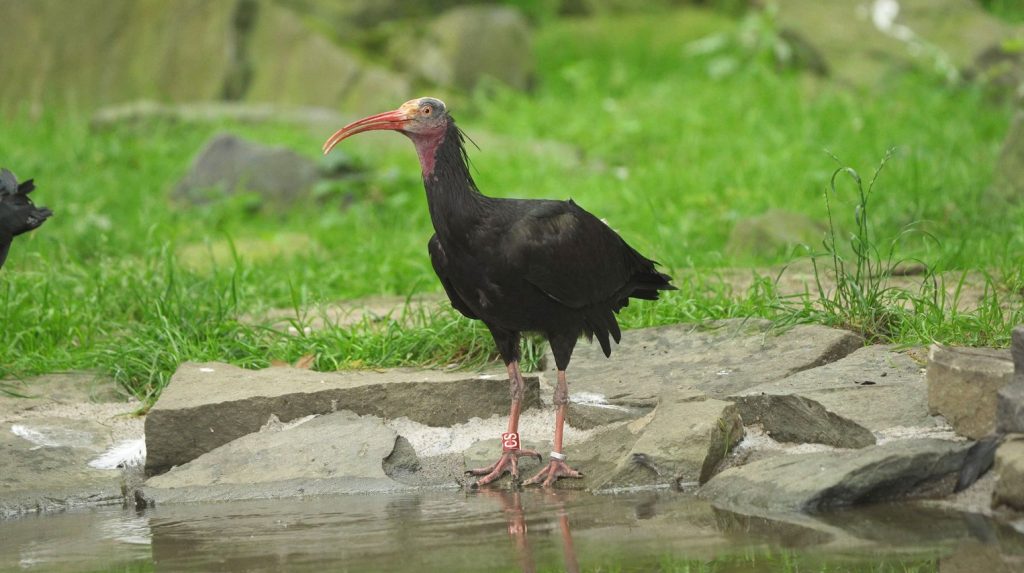 Hejno ibisů , Zoo Ostrava,