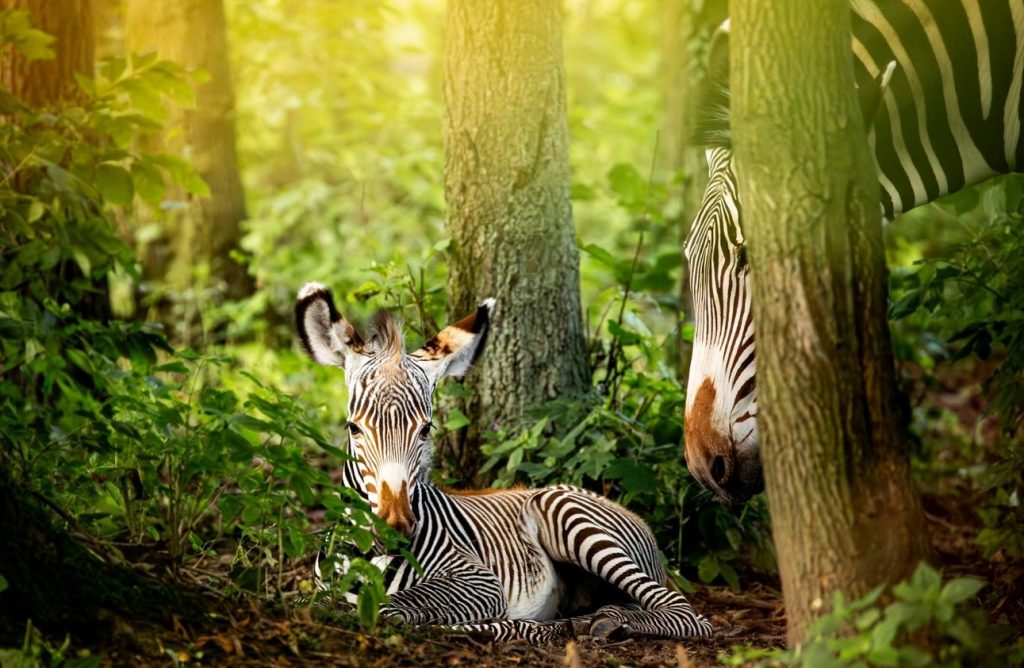 Zoo Ostrava, Zebra Grévyho, Zoo Děčín, labutě, mládě