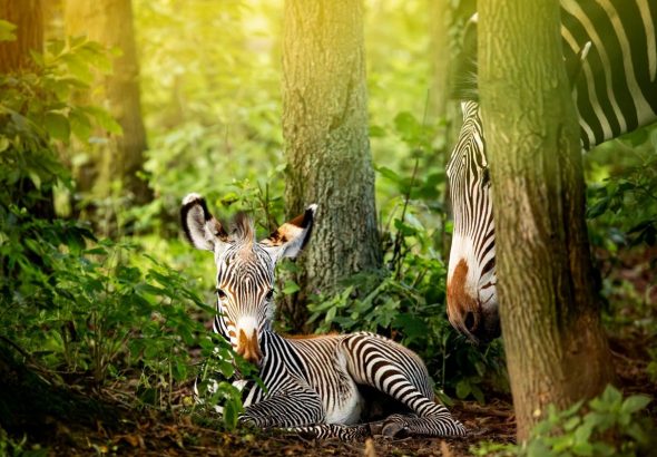 Zoo Ostrava, Zebra Grévyho, Zoo Děčín, labutě, mládě