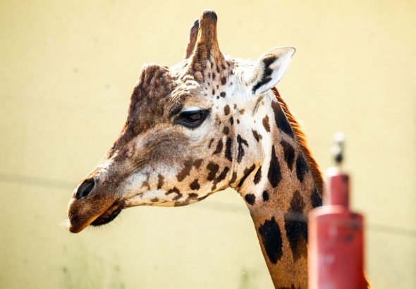 Zoo Ostrava, žirafa, žirafý samec,