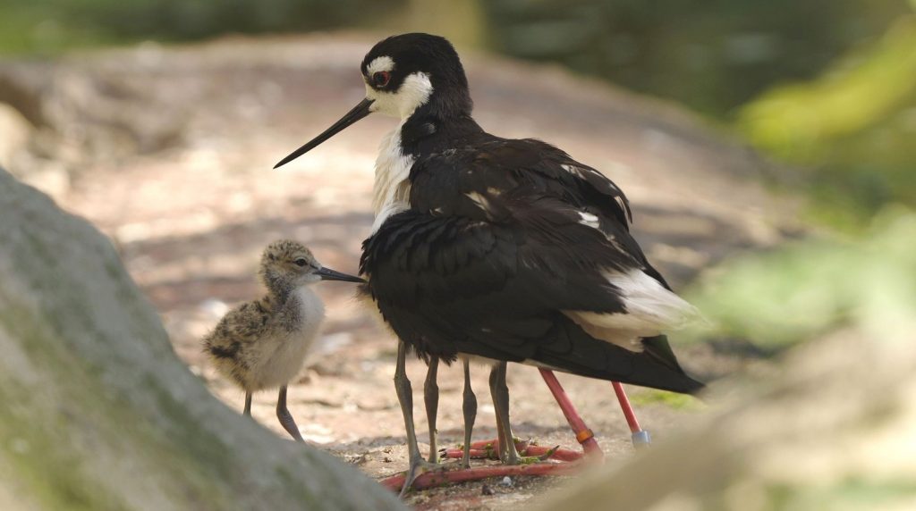 Bahňáci, La Pampa, Voliér ptáků Tibetu, Zoo Ostrava