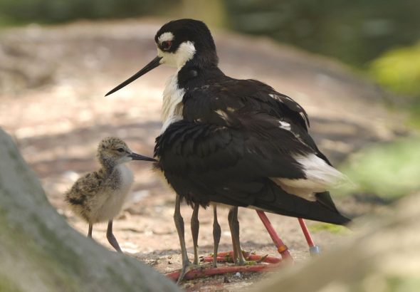 Bahňáci, La Pampa, Voliér ptáků Tibetu, Zoo Ostrava